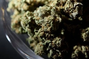 Weed