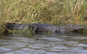 Gator