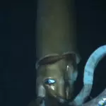 squid