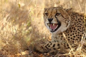 An African Safari