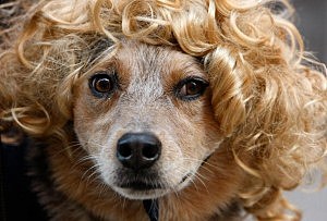 San Francisco Dogs Dress Up For Halloween