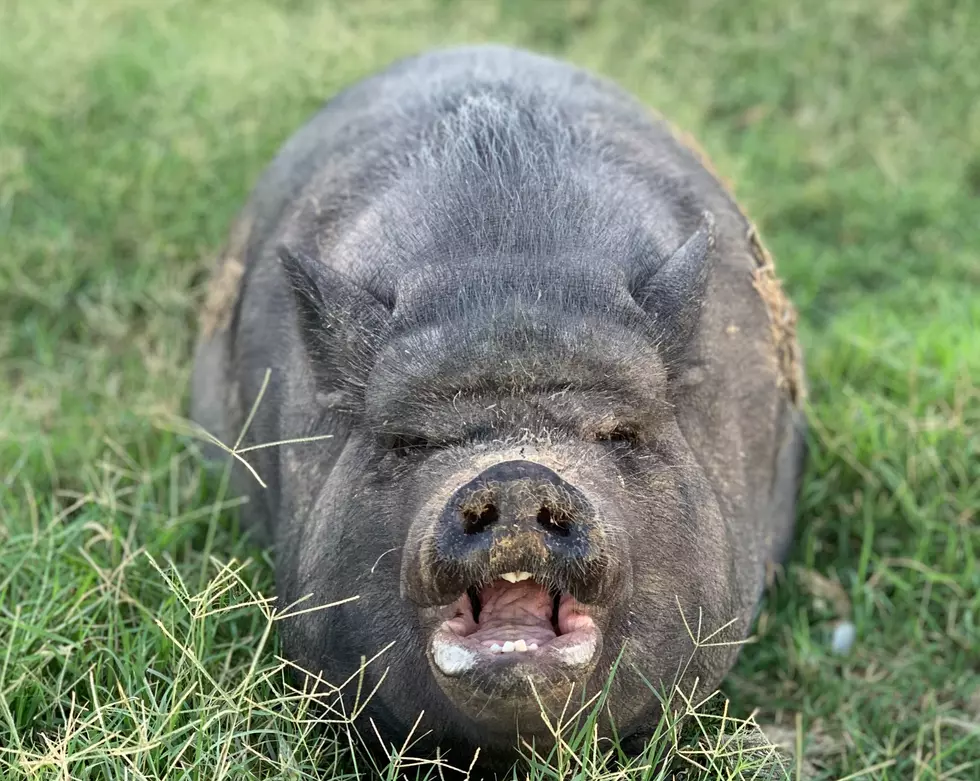 Was Texas Family Terrorized By A Pig? Or Is Their Story Hogwash?