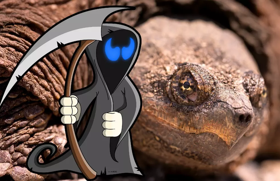 Big In Texas: Giant Texas Murder Turtles