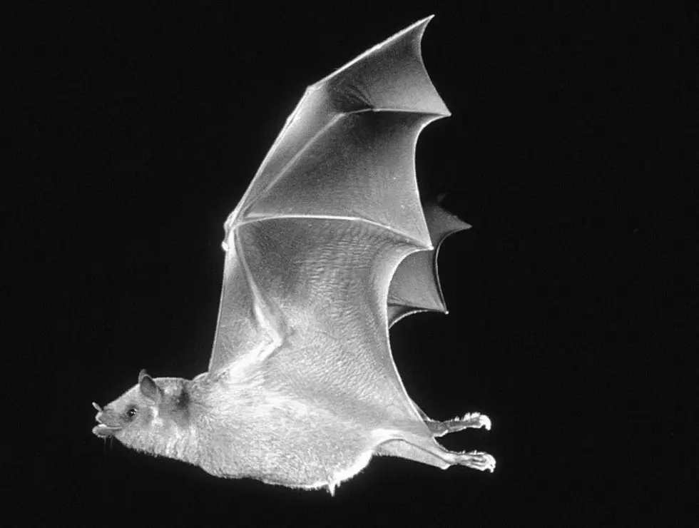 Iconic Texas: Meet This Endangered And Adorable Agave Loving Bat