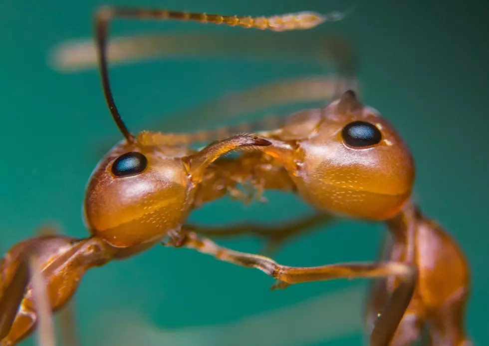 Watch Out Texas: This Invasive Ant Is Dangerous And Potentially Deadly