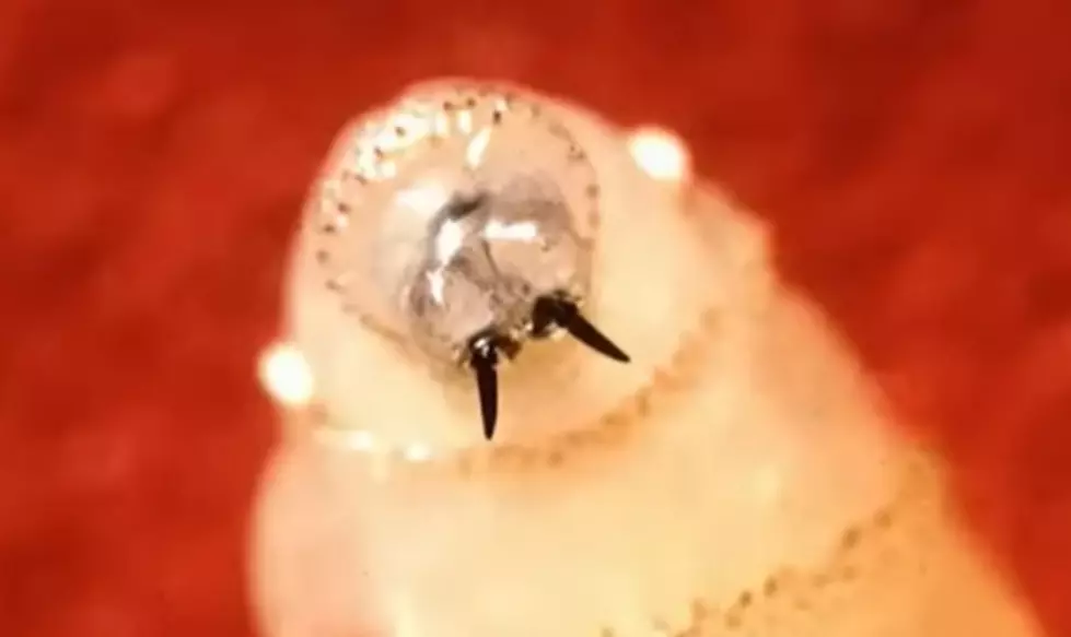 The Return Of Screwworms: What Texas Residents Need To Know