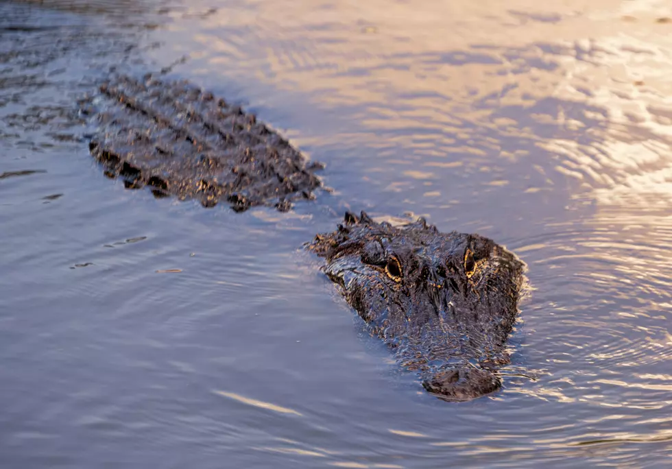 Texas Is Home To Half A Million Alligators—here’s Where