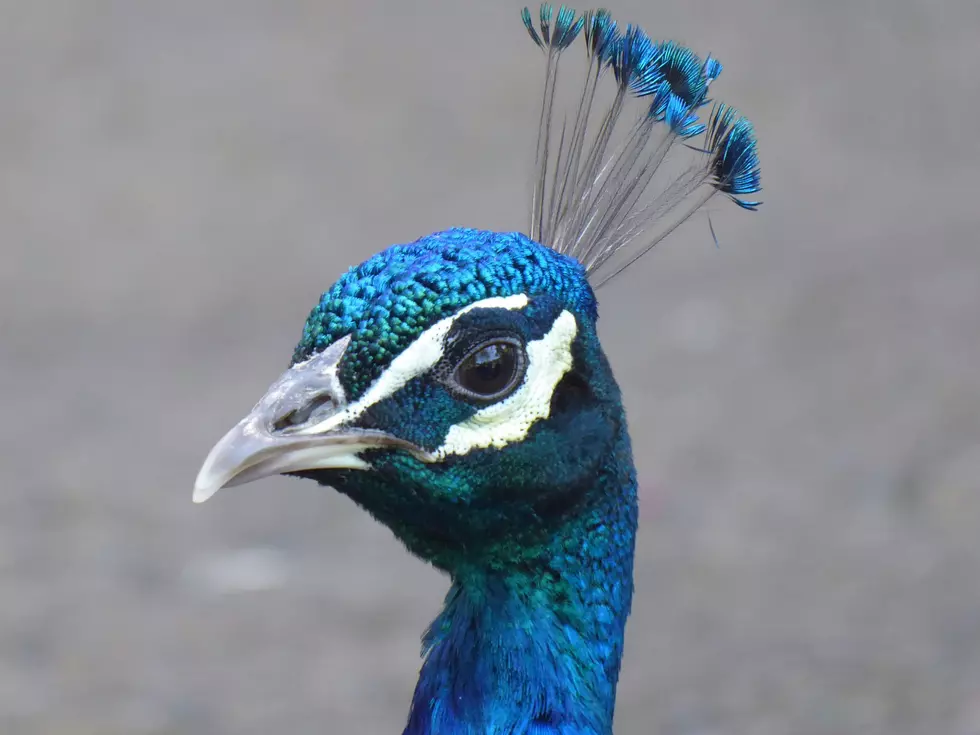 Hurry! Baby Peacocks Are Strutting Through Lubbock (Before They Grow Up!)