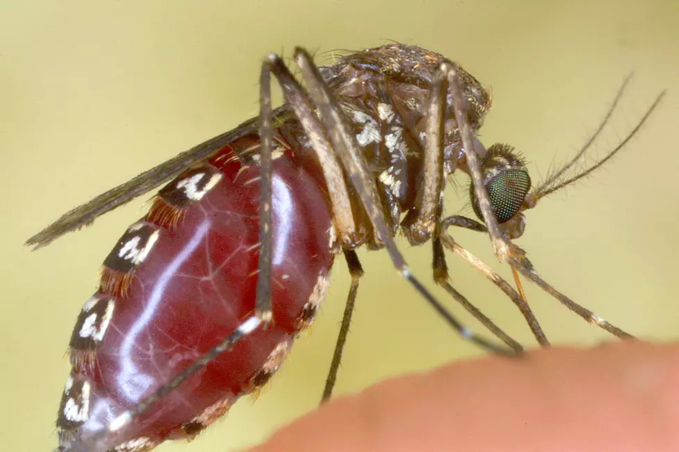 West Nile Virus Confirmed in Lubbock Mosquitoes: What Now?