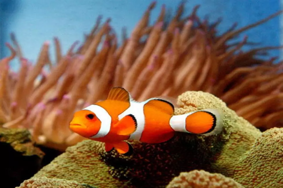 Lubbock Aquarium’s Family Fest Is Happening Soon